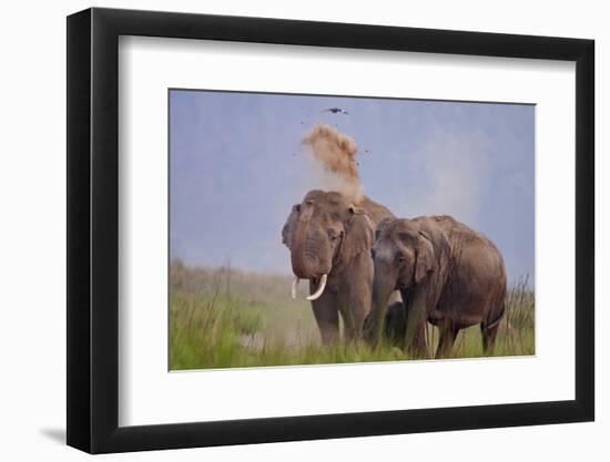 Pair of Indian Asian Elephant, Corbett National Park, India-Jagdeep Rajput-Framed Premium Photographic Print