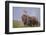 Pair of Indian Asian Elephant, Corbett National Park, India-Jagdeep Rajput-Framed Premium Photographic Print