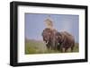 Pair of Indian Asian Elephant, Corbett National Park, India-Jagdeep Rajput-Framed Premium Photographic Print