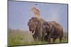 Pair of Indian Asian Elephant, Corbett National Park, India-Jagdeep Rajput-Mounted Premium Photographic Print