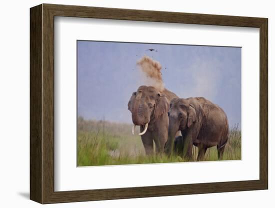 Pair of Indian Asian Elephant, Corbett National Park, India-Jagdeep Rajput-Framed Photographic Print