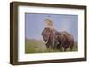 Pair of Indian Asian Elephant, Corbett National Park, India-Jagdeep Rajput-Framed Photographic Print