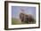 Pair of Indian Asian Elephant, Corbett National Park, India-Jagdeep Rajput-Framed Photographic Print