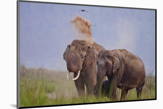 Pair of Indian Asian Elephant, Corbett National Park, India-Jagdeep Rajput-Mounted Photographic Print