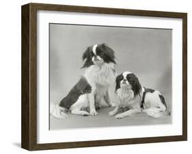 Pair of Japanese Chins Owned by Hudson One Sitting and One Lying Down-Thomas Fall-Framed Photographic Print