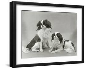 Pair of Japanese Chins Owned by Hudson One Sitting and One Lying Down-Thomas Fall-Framed Photographic Print