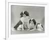 Pair of Japanese Chins Owned by Hudson One Sitting and One Lying Down-Thomas Fall-Framed Photographic Print