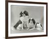 Pair of Japanese Chins Owned by Hudson One Sitting and One Lying Down-Thomas Fall-Framed Photographic Print