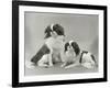 Pair of Japanese Chins Owned by Hudson One Sitting and One Lying Down-Thomas Fall-Framed Photographic Print