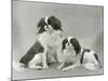 Pair of Japanese Chins Owned by Hudson One Sitting and One Lying Down-Thomas Fall-Mounted Photographic Print