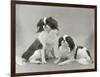 Pair of Japanese Chins Owned by Hudson One Sitting and One Lying Down-Thomas Fall-Framed Photographic Print