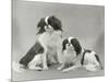 Pair of Japanese Chins Owned by Hudson One Sitting and One Lying Down-Thomas Fall-Mounted Photographic Print