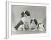 Pair of Japanese Chins Owned by Hudson One Sitting and One Lying Down-Thomas Fall-Framed Photographic Print