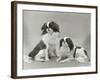 Pair of Japanese Chins Owned by Hudson One Sitting and One Lying Down-Thomas Fall-Framed Photographic Print