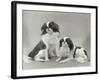 Pair of Japanese Chins Owned by Hudson One Sitting and One Lying Down-Thomas Fall-Framed Photographic Print