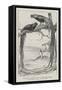 Pair of Japanese Fowls, Long-Tailed Breed-null-Framed Stretched Canvas