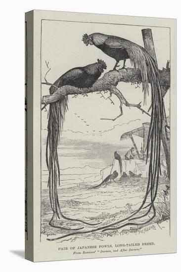Pair of Japanese Fowls, Long-Tailed Breed-null-Stretched Canvas