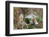 Pair of Kestrels perched on tree stump in rain, UK-David Pike-Framed Photographic Print