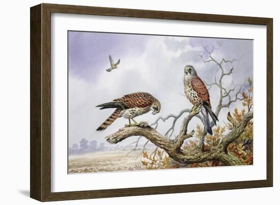 Pair of Kestrels-Carl Donner-Framed Giclee Print