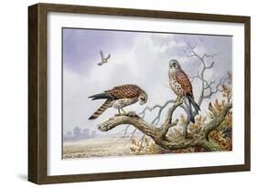 Pair of Kestrels-Carl Donner-Framed Giclee Print