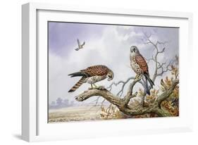 Pair of Kestrels-Carl Donner-Framed Giclee Print