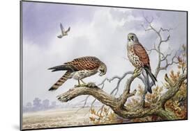 Pair of Kestrels-Carl Donner-Mounted Giclee Print