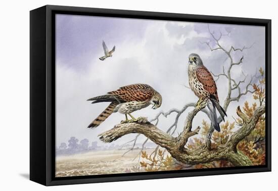 Pair of Kestrels-Carl Donner-Framed Stretched Canvas