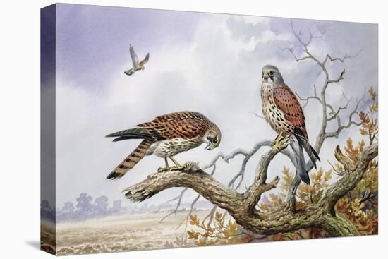 Pair of Kestrels-Carl Donner-Stretched Canvas