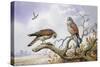 Pair of Kestrels-Carl Donner-Stretched Canvas