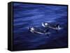 Pair of Killer Whales in the Indian Ocean-Mark Hannaford-Framed Stretched Canvas