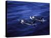 Pair of Killer Whales in the Indian Ocean-Mark Hannaford-Stretched Canvas