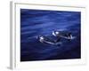 Pair of Killer Whales in the Indian Ocean-Mark Hannaford-Framed Photographic Print