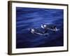 Pair of Killer Whales in the Indian Ocean-Mark Hannaford-Framed Photographic Print