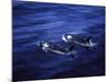 Pair of Killer Whales in the Indian Ocean-Mark Hannaford-Mounted Photographic Print