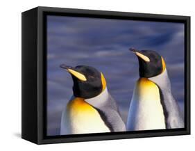 Pair of King Penguins with Rushing Water, South Georgia Island-Art Wolfe-Framed Stretched Canvas