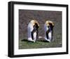 Pair Of King Penguins-null-Framed Art Print