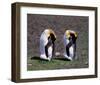 Pair Of King Penguins-null-Framed Art Print