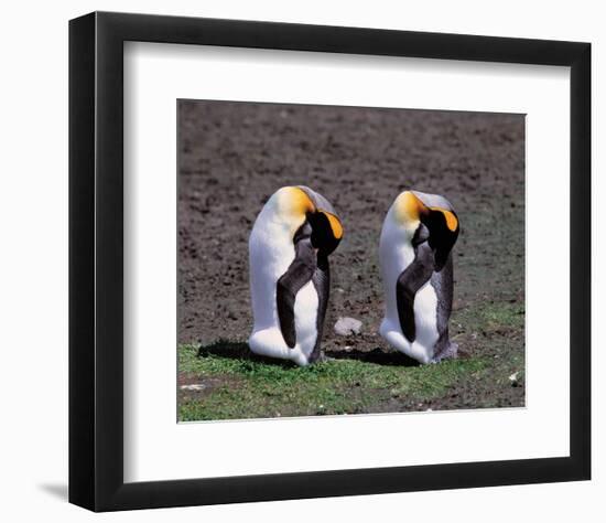 Pair Of King Penguins-null-Framed Art Print