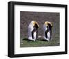 Pair Of King Penguins-null-Framed Art Print