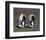 Pair Of King Penguins-null-Framed Art Print