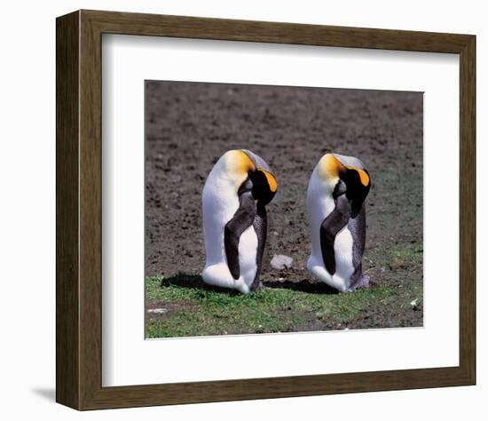 Pair Of King Penguins-null-Framed Art Print