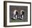 Pair Of King Penguins-null-Framed Art Print