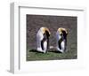 Pair Of King Penguins-null-Framed Art Print