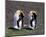 Pair Of King Penguins-null-Mounted Art Print