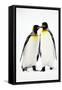 Pair of King Penguins-null-Framed Stretched Canvas