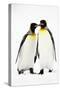 Pair of King Penguins-null-Stretched Canvas