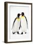 Pair of King Penguins-null-Framed Photographic Print