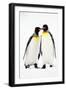 Pair of King Penguins-null-Framed Photographic Print