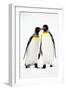 Pair of King Penguins-null-Framed Photographic Print