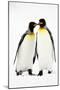 Pair of King Penguins-null-Mounted Photographic Print